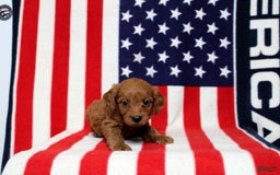 Mini Goldendoodle dogs for sale: Paparika - Image 1