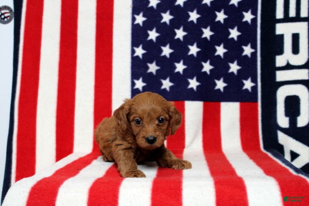 Mini Goldendoodle dogs for sale: Paparika - Image 1