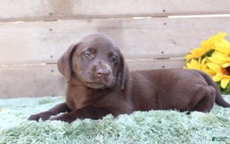 Labrador Retriever dogs for sale: Emmie - Image 3