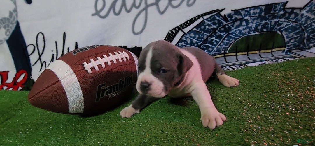 American Bully dogs for sale: Nova - Image 2