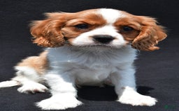 Cavalier King Charles Spaniel dogs for sale: Cody - Image 6