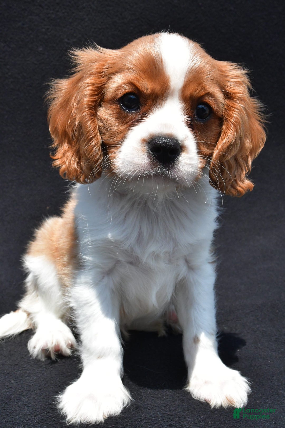 Cavalier King Charles Spaniel dogs for sale: Cody - Image 6