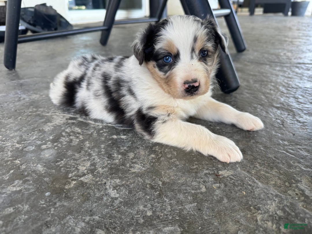 Australian Shepherd dogs for sale: Purple Collar - Image 2