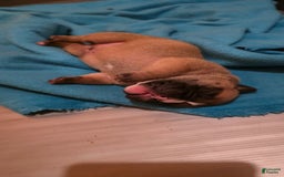 Olde English Bulldogge dogs for sale: Ozzy - Image 3