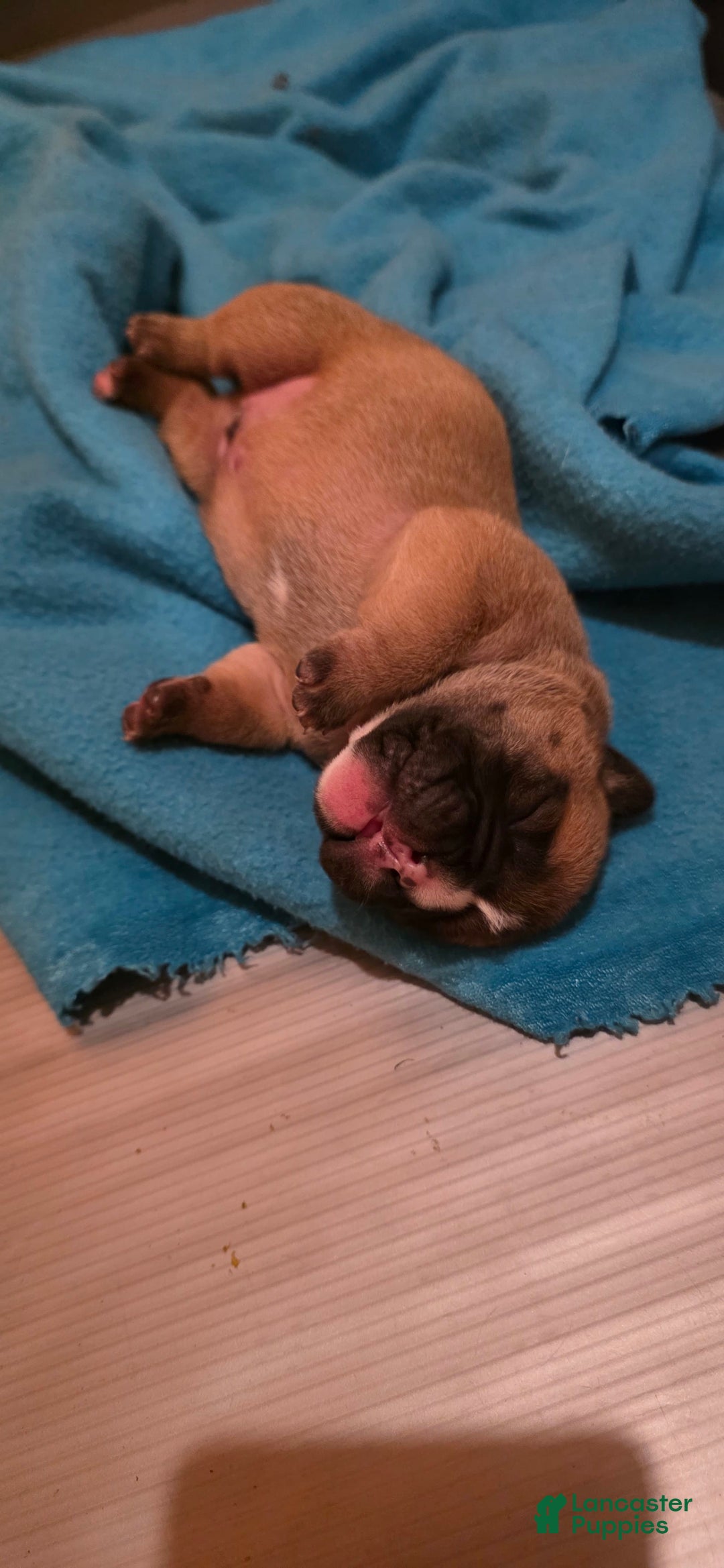 Olde English Bulldogge dogs for sale: Ozzy - Image 3