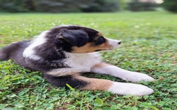 Australian Shepherd dogs for sale: Parker - Image 8