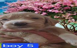 Goldendoodle dogs for sale: Rosco - Image 4