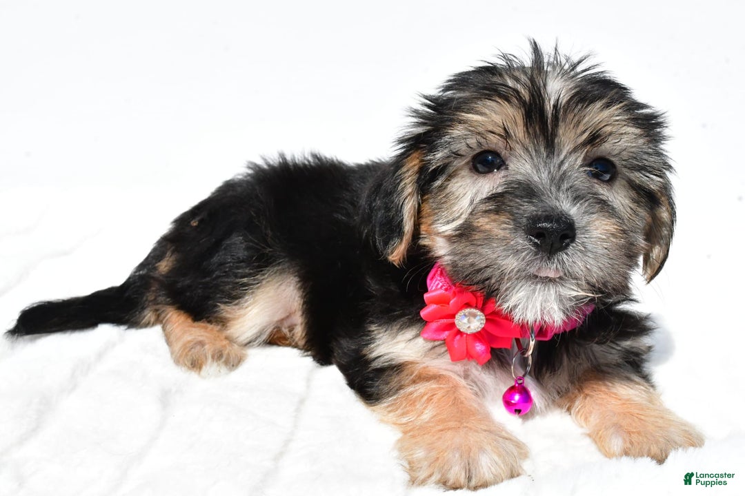 Morkie dogs for sale: Holly - Image 4