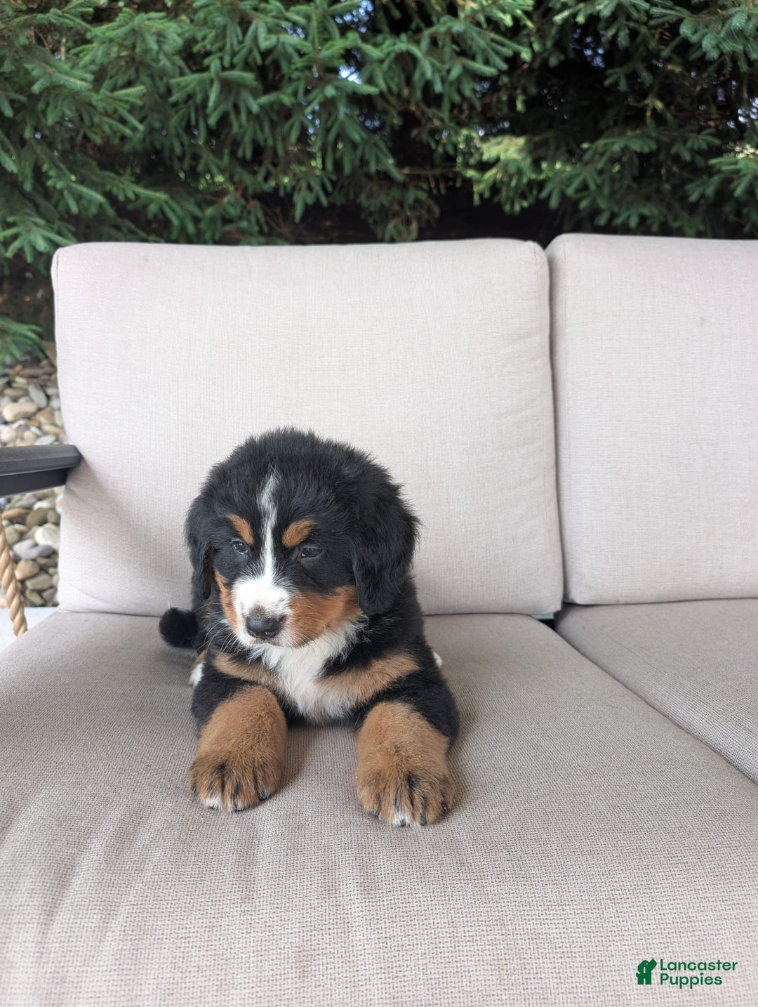 Bernese Mountain Dog dogs for sale: Jane - Image 4