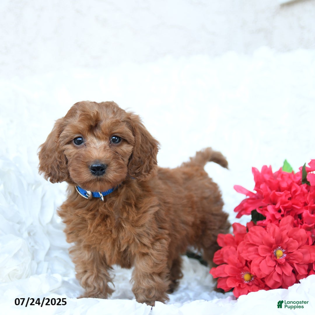 Mini Goldendoodle dogs for sale: Walter - Image 4
