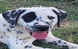Dalmatian dogs for sale: Belles Black Lua Boy - Image 5