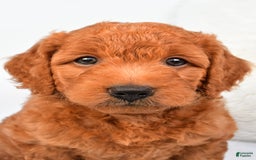 Mini Goldendoodle dogs for sale: Ollie - Image 1