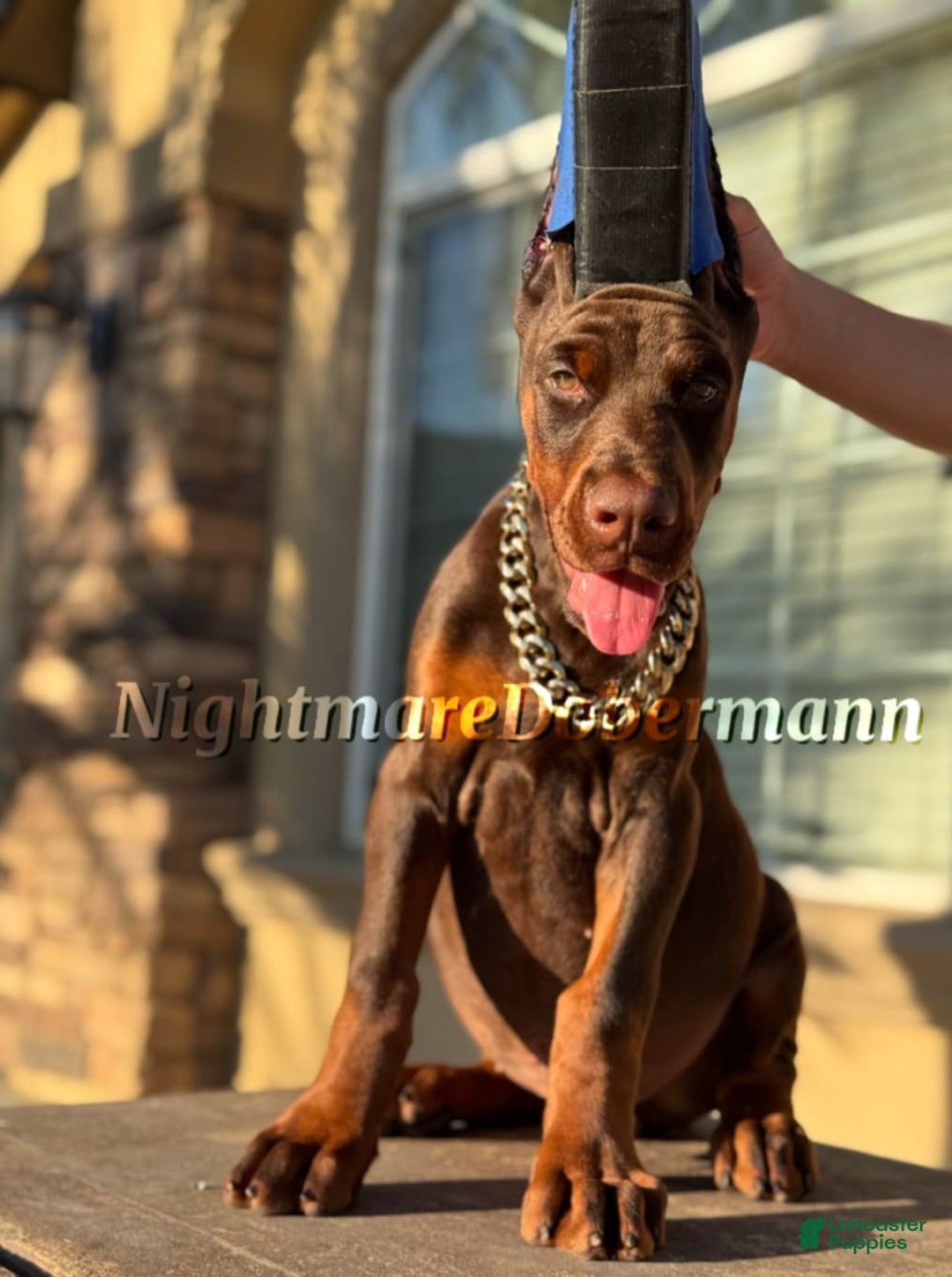 Doberman Pinscher dogs for sale: Whiskey - Image 2