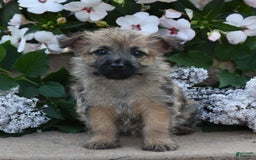 Cairn Terrier dogs for sale: Kibbles - Image 2