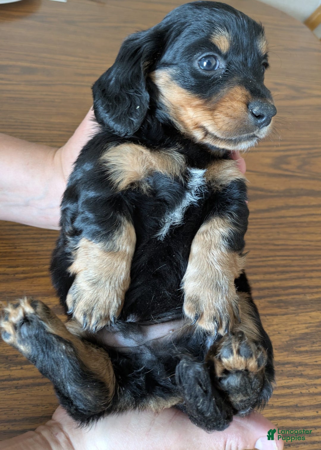 Miniature Dachshund dogs for sale: Brock - Image 2