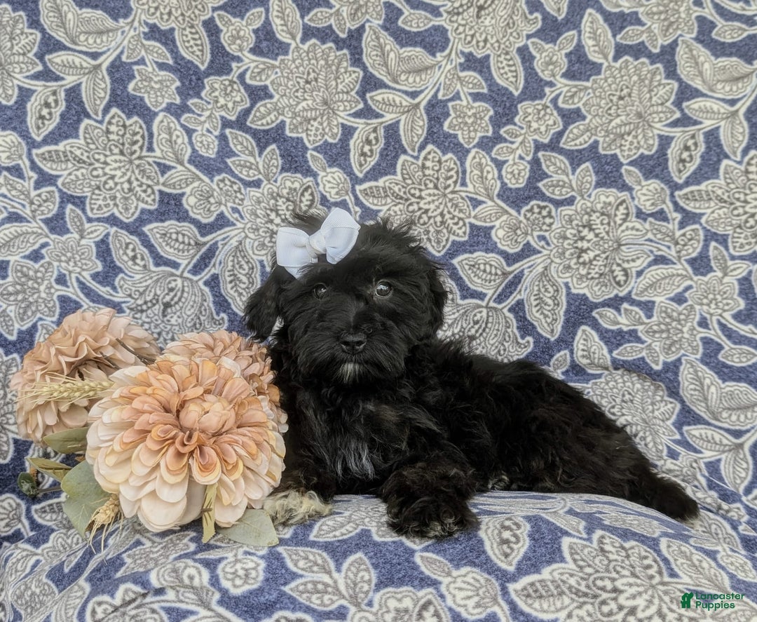 Morkie dogs for sale: Zoie Hypoallergenic - Image 2
