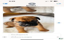 Bullmastiff dogs for sale: Puppy2 - Image 2