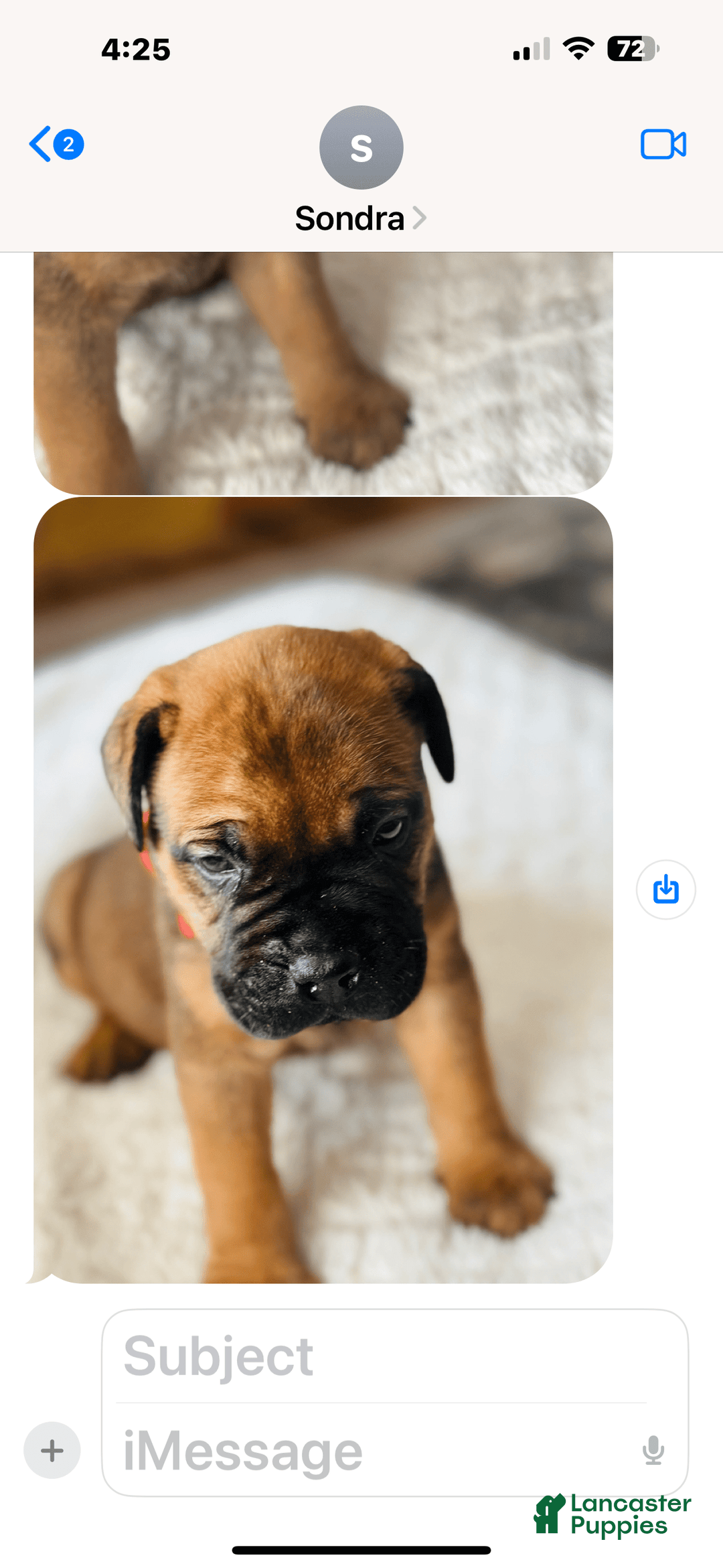 Bullmastiff dogs for sale: Puppy2 - Image 2