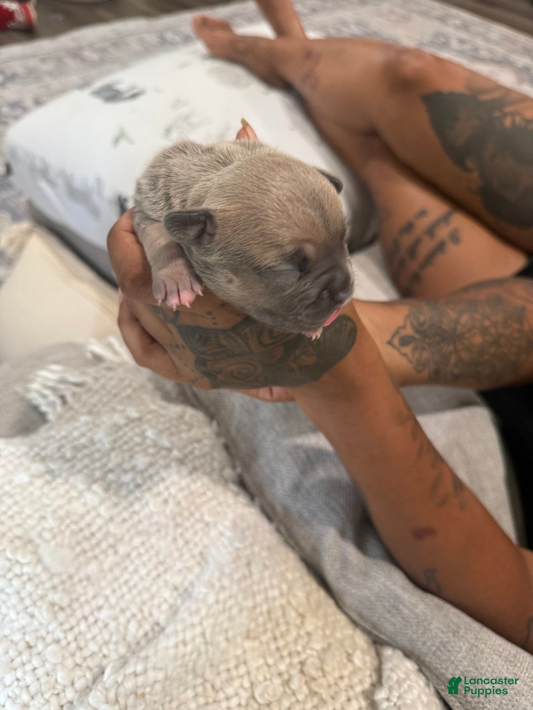 French Bulldog dogs for sale: Bridget - Image 9