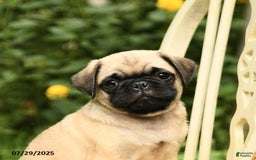 Pug dogs for sale: Trigger - Image 10