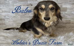 Miniature Dachshund dogs for sale: Thelma Lou - Image 10
