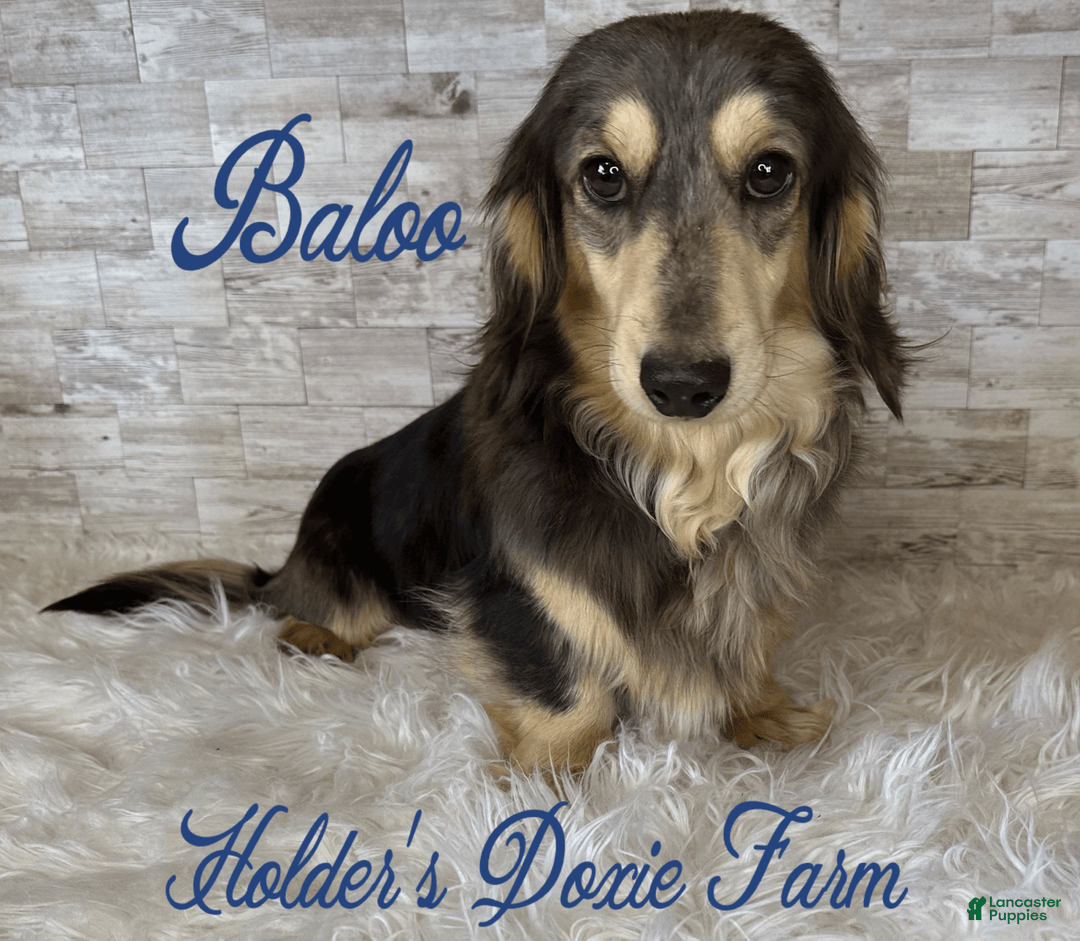 Miniature Dachshund dogs for sale: Thelma Lou - Image 10