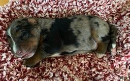 Australian Shepherd dogs for sale: Wyatt Earp - Image 1