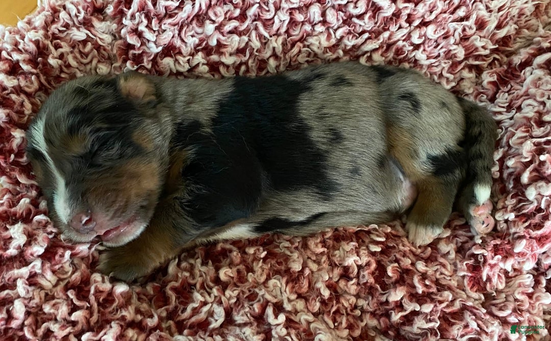 Australian Shepherd dogs for sale: Wyatt Earp - Image 1