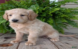 Goldendoodle dogs for sale: Bella - Image 1