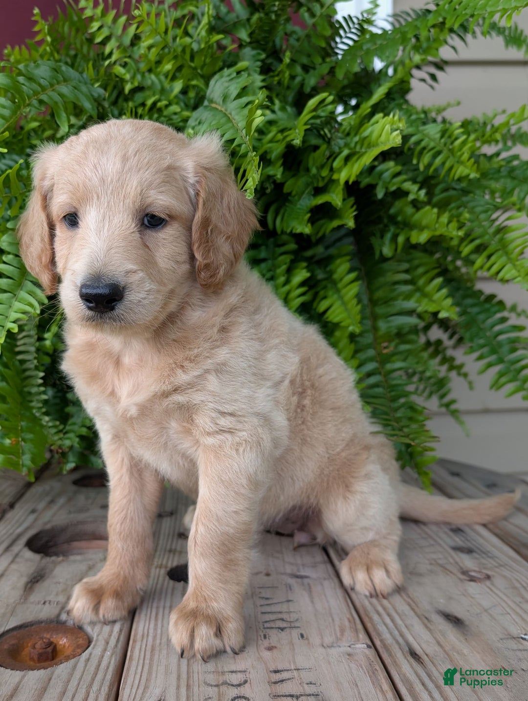 Goldendoodle dogs for sale: Bella - Image 1