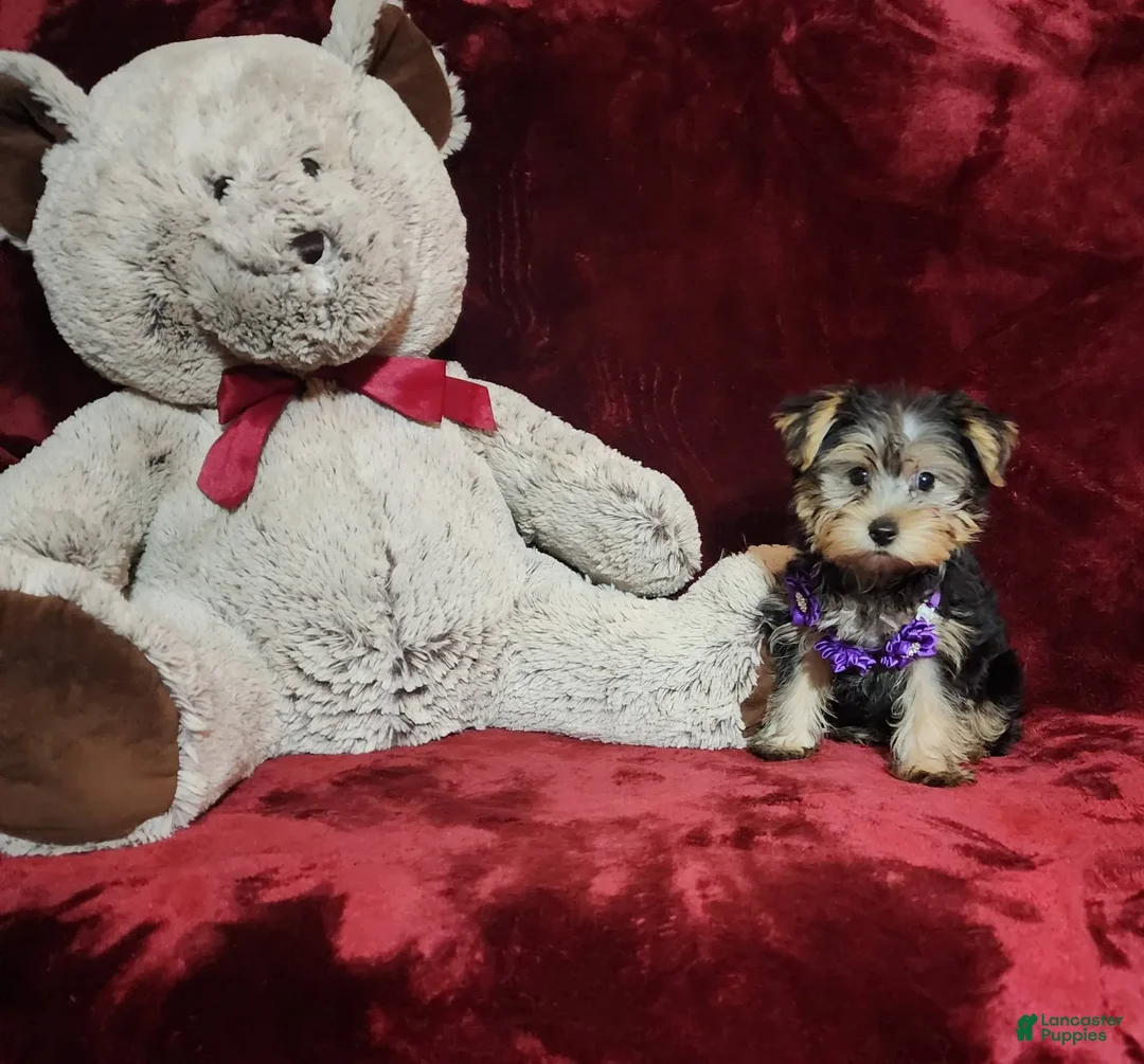 Yorkshire Terrier dogs for sale: Maui - Image 16