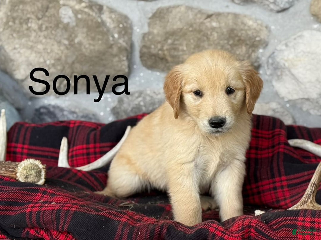 Golden Retriever dogs for sale: Sonya - Image 9