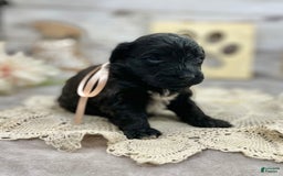 Portuguese Water Dog dogs for sale: Luna - Image 3