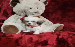 Malshi dogs for sale: Loki - Image 6