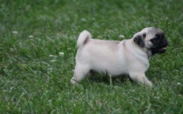 Pug dogs for sale: Edith - Image 6