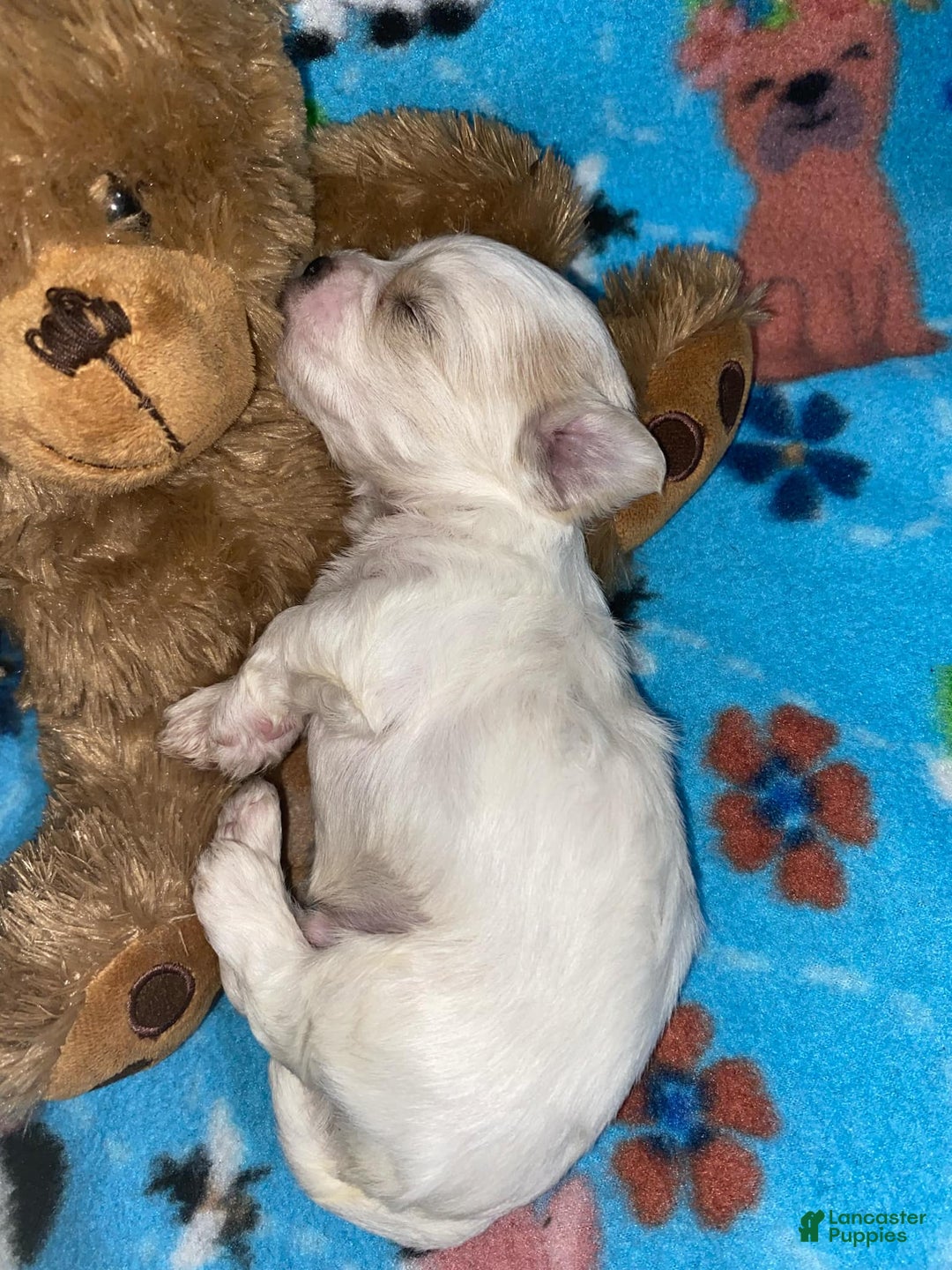 Cavapoo dogs for sale: Male 4 White With Tan - Image 6