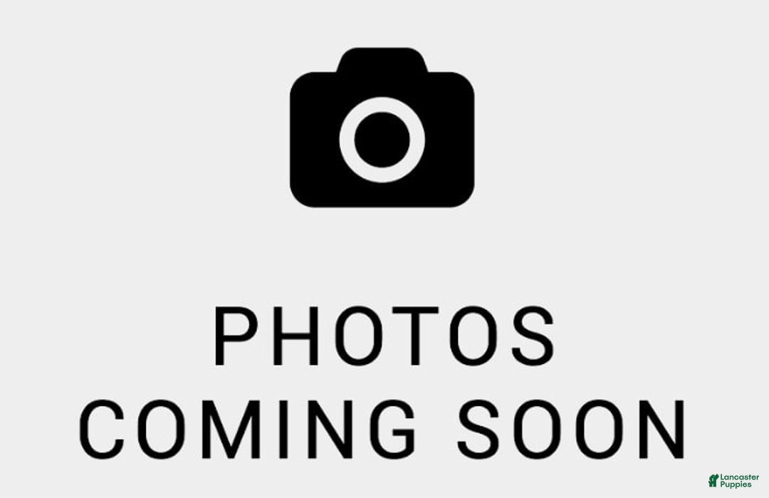 Mini Bernedoodle dogs for sale: 💙 Boston Ma 💙 Mini Bernedoodle - Image 1