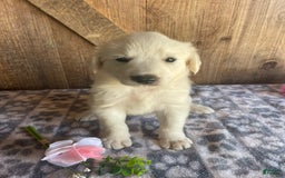 Great Pyrenees dogs for sale: Jasmine - Image 2
