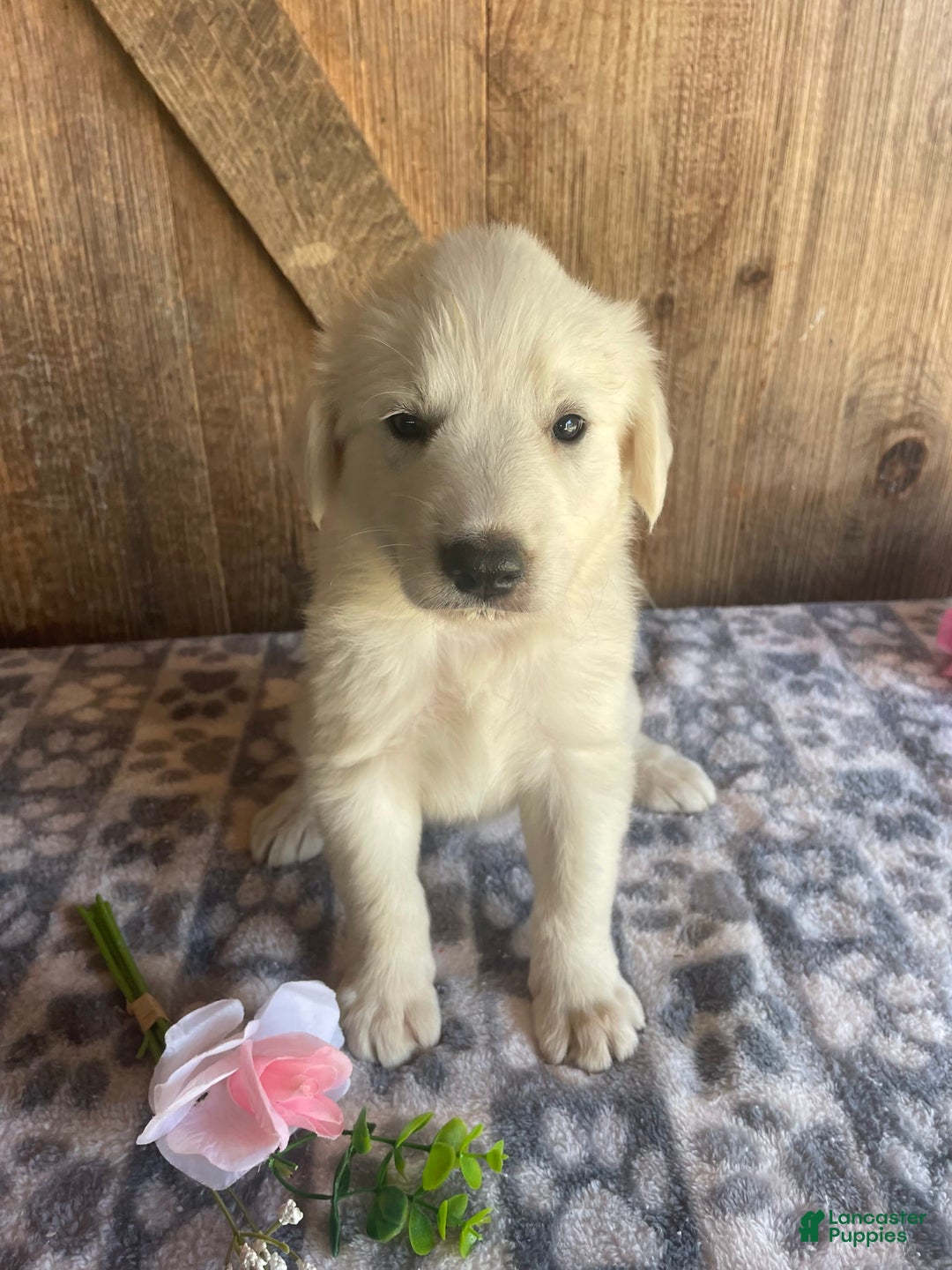 Great Pyrenees dogs for sale: Jasmine - Image 2