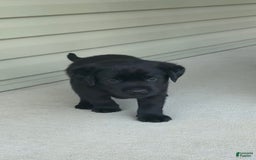 Labrador Retriever dogs for sale: Annie - Image 4