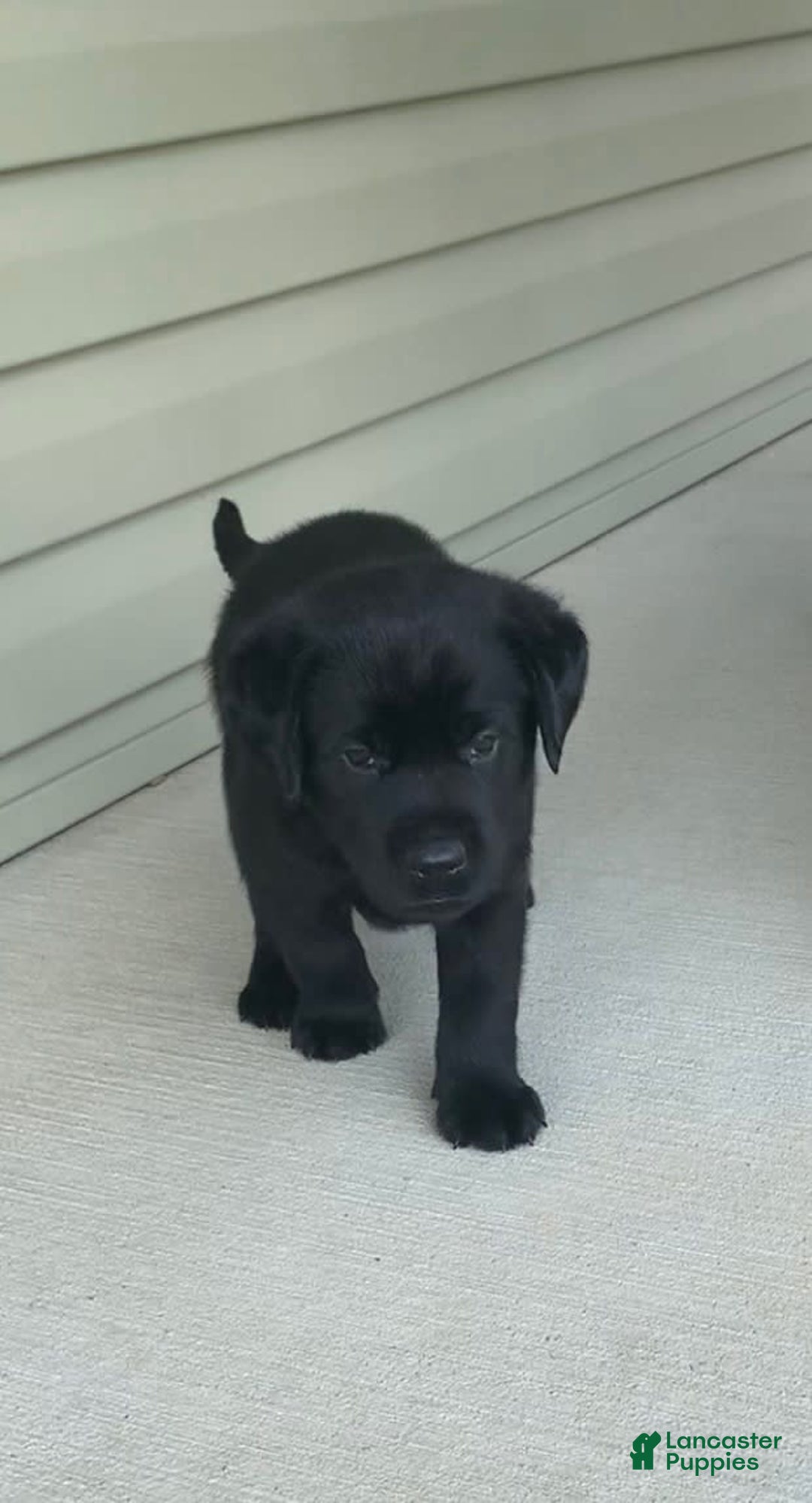 Labrador Retriever dogs for sale: Annie - Image 4