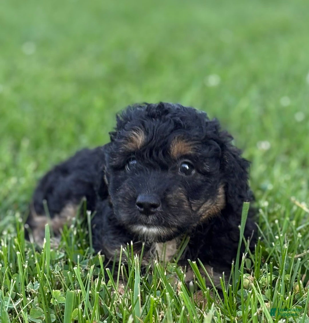 Aussiedoodle dogs for sale: Shiloh - Image 6