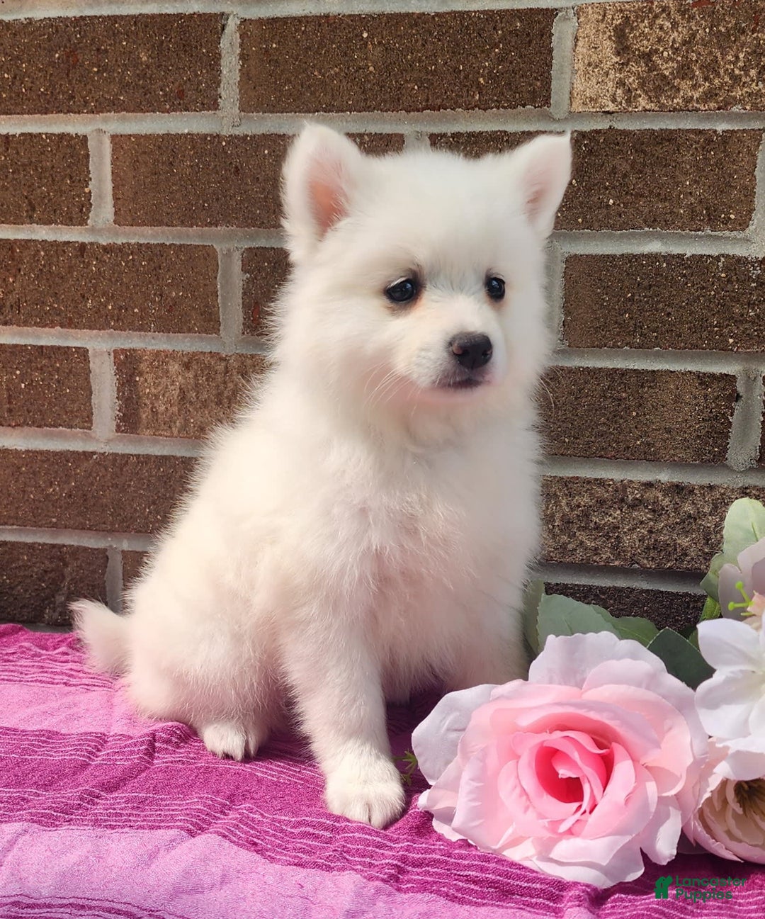 American Eskimo dogs for sale: Gabby - Image 4