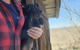 Miniature Pinscher dogs for sale: Sargent - Image 2