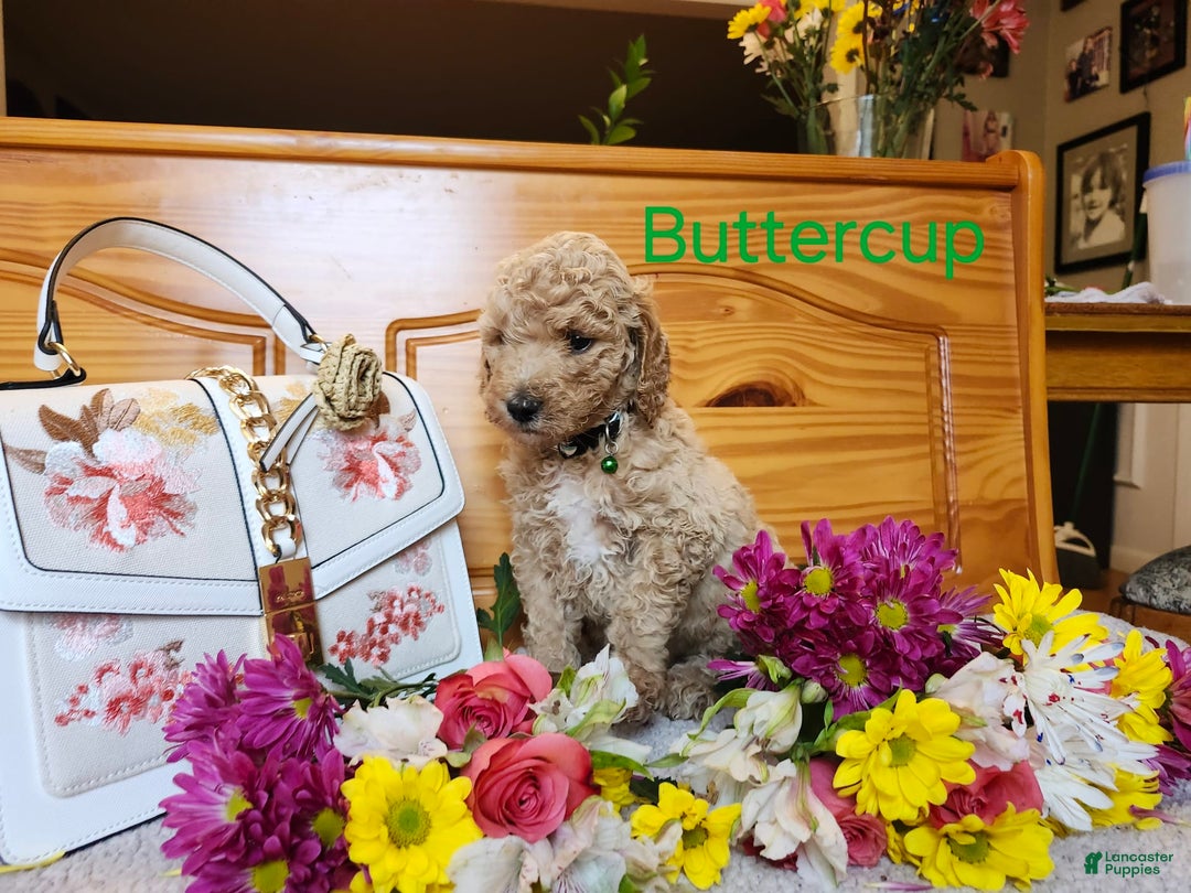 Standard Poodle dogs for sale: Buttercup - Image 1