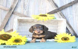 Dachshund dogs for sale: Chase - Image 3