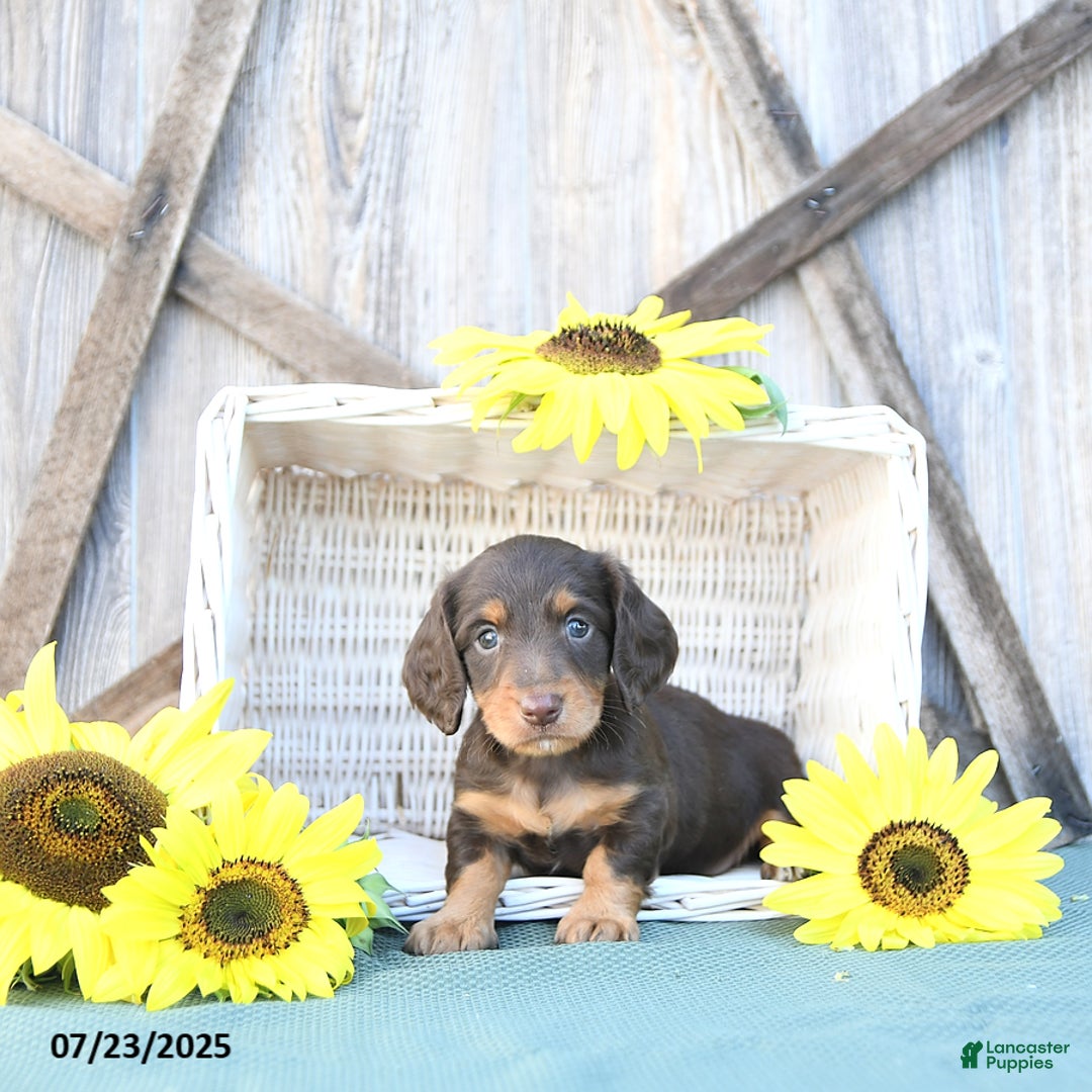 Dachshund dogs for sale: Chase - Image 3
