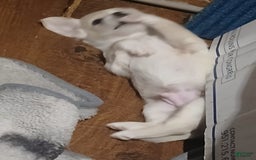 Chihuahua dogs for sale: Fluffy white Puppies - Image 6