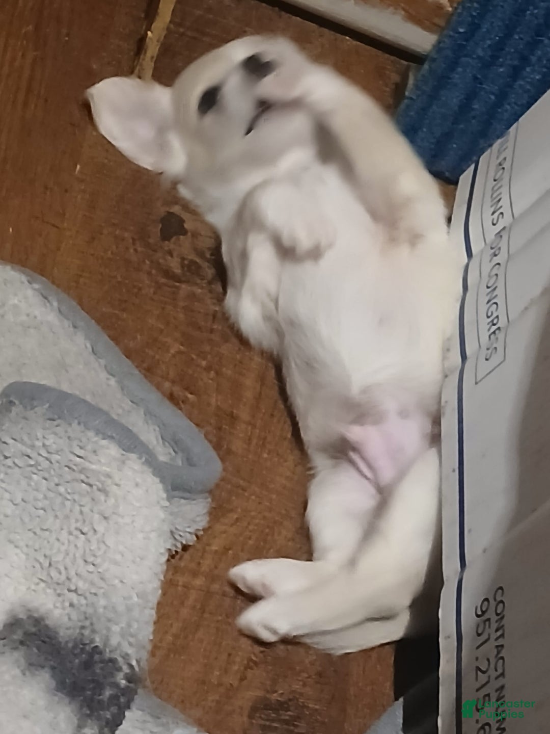 Chihuahua dogs for sale: Fluffy white Puppies - Image 6