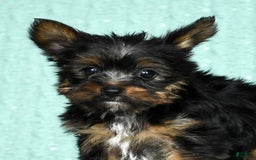 Yorkshire Terrier dogs for sale: Annabelle - Image 4